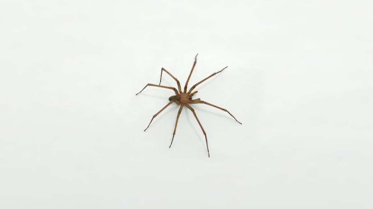 arañas, araña de rincón, viuda negra